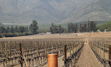 Global Backroads:  Chilean Wine Experience Vol 3